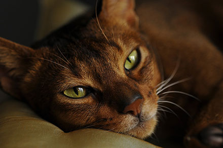 Close up on an Abyssinian cat lying down on a chair 
